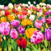 Luce sui tulipani e sullo sfondo il labirinto del parco Sigurtà